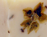 Lavender Hand and Body Soap