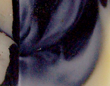 Licorice Hand and Body Soap
