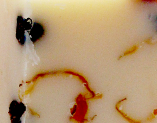 Ginger Grapefruit Hand and Body Soap