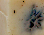 Peppermint Tea Tree Hand and Body Soap